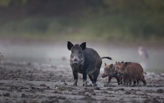 Wild boar female (sus scrofa ferus) walking on mud beside river with her piglets