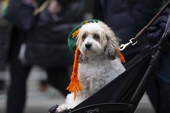 LONDON, UNITED KINGDOM - MARCH 12: A dog is seen at the Trafalgar Square during the Saint Patrick's Day Festival in London, United Kingdom on March 12, 2023. Saint PatrickÃ¢s Day is one of the IrelandÃ¢s national days. Associations, sports clubs and orchestras from various regions of United Kingdom and Ireland, citizens of other countries living in London attended the Saint PatrickÃ¢s Day celebrations with their traditional costumes, make-up and music. (Photo by Rasid Necati Aslim/Anadolu Agency via Getty Images)