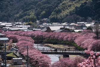 KAWAZU, JAPAN - FEBRUARY 20: Kawazu-zakura cherry trees are in bloom along a river on February 20, 2023 in Kawazu, Japan. In the small town on the east coast of the Izu Peninsula, a type of cherry blossom that begins to flower two months earlier than the normal type of cherry will be in full bloom at the end of February. (Photo by Tomohiro Ohsumi/Getty Images)