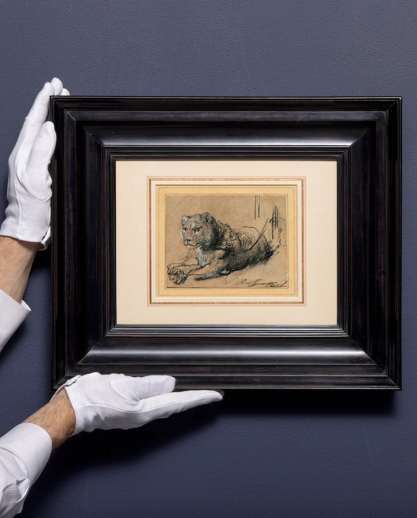 Framed/ Rembrandt Harmensz. van Rijn, Young Lion Resting, ca. 1638–42, Black chalk with white chalk heightening and grey wash on brown laid paper, 115 x 150 mm (via ARTRIBUNE)