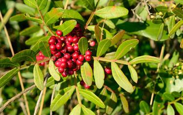 Mastic fruits