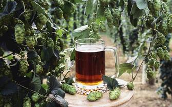 A pint of local beer sits under the leaves and flowers of a Kentish hop plant.