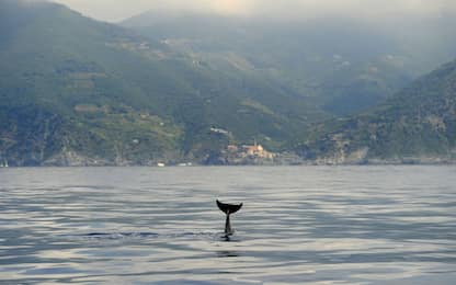 Sardegna, maggiore protezione per il Santuario dei cetacei