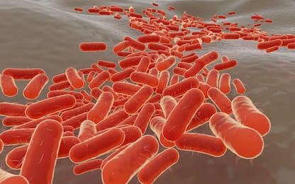 Escherichia Coli, quali sono le cause e i sintomi dell'infezione