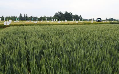 Ue, al via il "Ripristino della natura": cosa prevede la norma