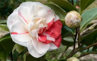 Camellia japonica cv Angela Cocchi; evergreen shurb; double flower, white with red streaks. Ancient camellias from Lucca