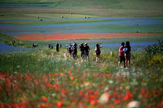 Tourists walk in the middle of blooming flowers and lentil fields in Castelluccio, a small village in central Italy's Umbria region on July 6, 2020 (Photo by Tiziana FABI / AFP) (Photo by TIZIANA FABI/AFP via Getty Images)