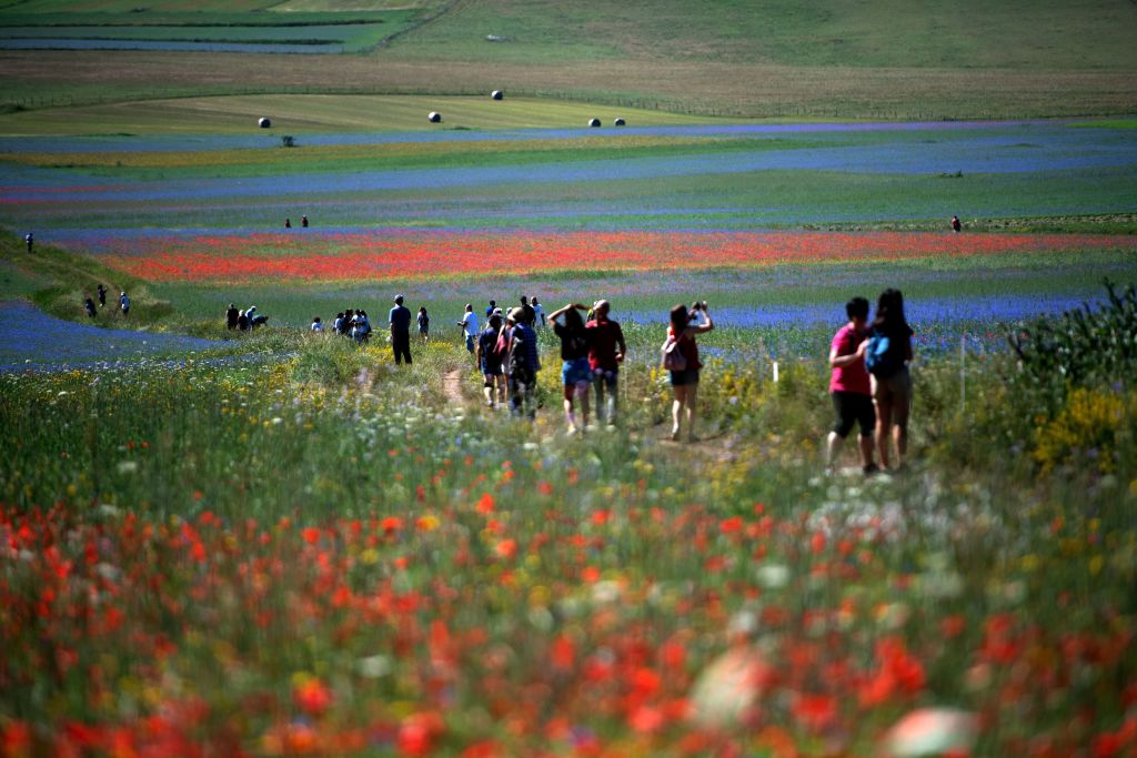 Tourists walk in the middle of blooming flowers and lentil fields in Castelluccio, a small village in central Italy's Umbria region on July 6, 2020 (Photo by Tiziana FABI / AFP) (Photo by TIZIANA FABI/AFP via Getty Images)