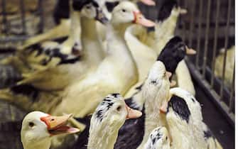 An employee force-feeds a duck at the foie gras farm les Axous in Saint-Rome-de-Tarn, Aveyron, south of FRANCE - 21/01/2016/DAMOURETTE_1322.14/Credit:VINCENT DAMOURETTE/SIPA/1601211524 (SAINT ROME DE TARN - 2016-01-22, VINCENT DAMOURETTE/SIPA / IPA) p.s. la foto e' utilizzabile nel rispetto del contesto in cui e' stata scattata, e senza intento diffamatorio del decoro delle persone rappresentate