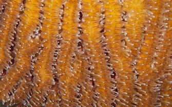 Close-up of pillar coral (Dendrogyrq cylindrus).  Curacao, Netherlands Antilles.
