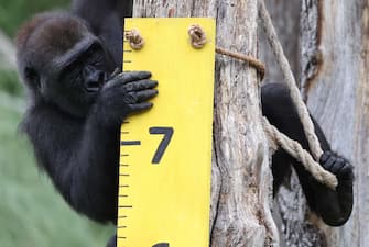 epa10817472 Gernot, a Western Lowland Gorilla, climbs a measuring stick at London Zoo in London, Britain, 24 August 2023. Animals at the London Zoo are measured and weighed annually to check on their health and wellbeing.  EPA/NEIL HALL