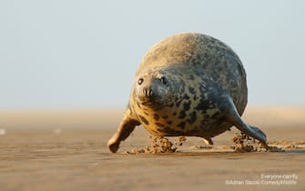 The Comedy Wildlife Photography Awards 2023
ADRIAN SLAZOK
ChorzÃ³w
Poland

Title: Everyone can fly
Description: The photo shows a gray seal. I took them in November 2018 on the east coast of England. In late autumn, seals leave the North Sea to give birth to their young.
Animal: grey seal
Location of shot: east coast of England