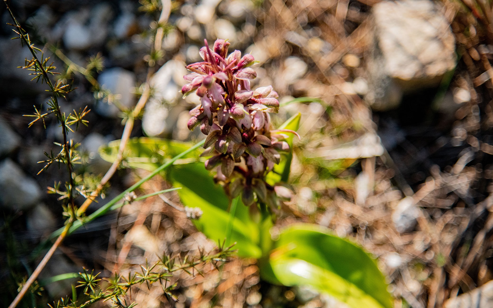 Orchidea selvatica