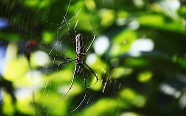 KUMILY, INDIA - JANUARY 06:  A big yellow and black spider is crawling in its spiderweb in Kumily on January 06, 2010 in Kumily near Trivandrum, Kerala, South India. (Photo by EyesWideOpen/Getty Images)