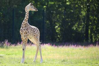 GERMANY ANIMALS GIRRAFE BERLIN TIERPARK ZOO
