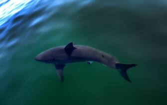 Cape Cod, MA - August 3: A view of a Great White Shark on a white shark research trip with the Atlantic White Shark Conservancy. (Photo by David L. Ryan/The Boston Globe via Getty Images)