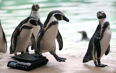 epa10817478 Humboldt penguins step off a scale at London Zoo in London, Britain, 24 August 2023. Animals at the London Zoo are measured and weighed annually to check on their health and wellbeing.  EPA/NEIL HALL
