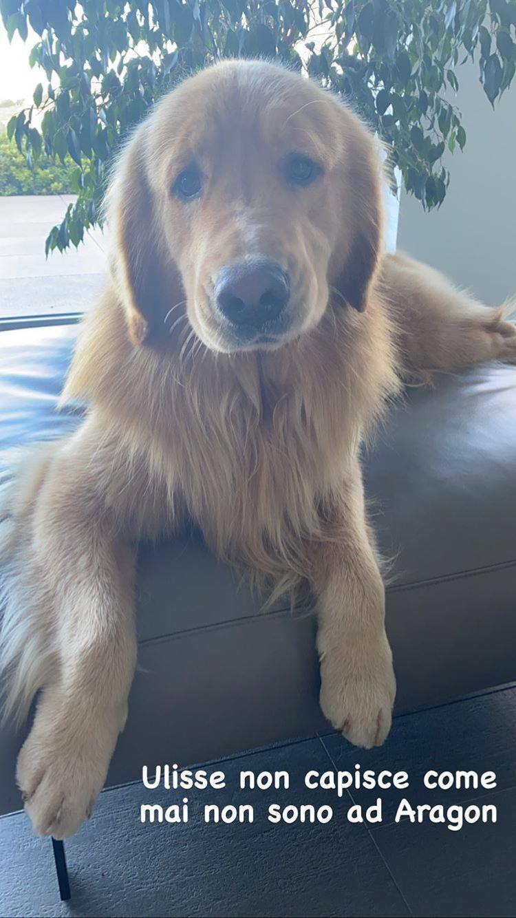 Ulisse (cane Valentino Rossi)