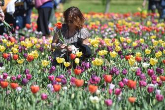 Arte ecologica a Scandicci (Firenze), con la fioritura di 200 mila tulipani, 7 aprile 2018. E' possibile visitare la fioritura del campo e raccogliere liberamente i tulipani dietro il versamento di un contributo che servirà a finanziare il progetto. ANSA/ MAURIZIO DEGL' INNOCENTI 
