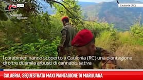 Calabria, sequestrata maxi piantagione di marijuana