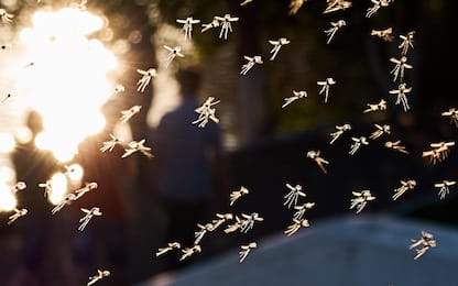 Caso di Dengue nell'Aretino, disposta la disinfestazione