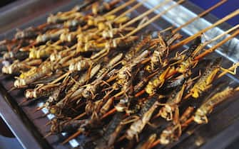 Qingdao, CHINA-Fried insects including scorpions, centipedes and grasshoppers can be seen at the 28th International Qingdao Beer Festival in Qingdao, east China's Shandong Province. Fried insects are popular snacks in China although the food look scary. (EDITORIAL USE ONLY. CHINA OUT) (Photo by /Sipa USA)