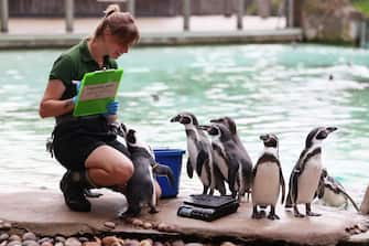 epa10817477 Humboldt penguins are weigh on scales at London Zoo in London, Britain, 24 August 2023. Animals at the London Zoo are measured and weighed annually to check on their health and wellbeing.  EPA/NEIL HALL