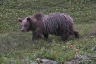 20050721 - STENICO - CRO - TURISMO:TRENTINO; ORSO DELLE SCORRIBANDE ATTIRA TURISTI  FILMATO DA UN PASTORE E DA DUE AMICI MENTRE MANGIA LE PECORE - Un fermoimmagine, tratto dal filmino girato da due  videoamatori di Stenico nel Parco Adamello Brenta,  di un orso che fa parte del progetto Life Ursus. La reintroduzione dell'orso in Trentino e' un evento  visto positivamente dai residenti, meno dai pastori perche' gli orsi, che girano liberi nel Parco,  affamati sbranano le pecore che vi pascolano. ANSA / RED
