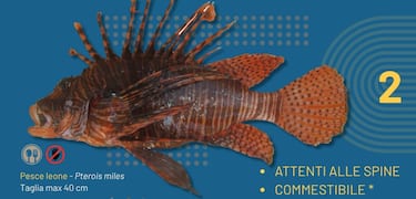 Pesce scorpione (Pterois miles)