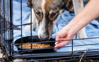 epa10927481 A volunteer feeds a dog at a collection point for abandoned animals, in Bet Kama Kibbutz, Israel, 19 October 2023. Volunteers of the of the 'Brothers in Arms' reservist group search and rescue abandoned animals after attack carried out by Hamas on 07 October. 'Brothers in Arms' have taken care of 200 dogs in five days, according to the information of the organisation. More than 3,500 Palestinians and 1,400 Israelis have been killed according to the Palestinian Health authority and the Israel Defense Forces (IDF) since Hamas militants launched an attack against Israel from the Gaza Strip on 07 October.  EPA/HANNIBAL HANSCHKE