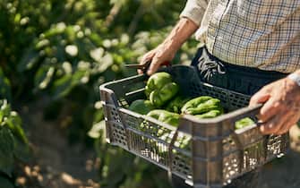 Old man carry up a container of freshly picked green peppers from a community vegetable garden at a local farm