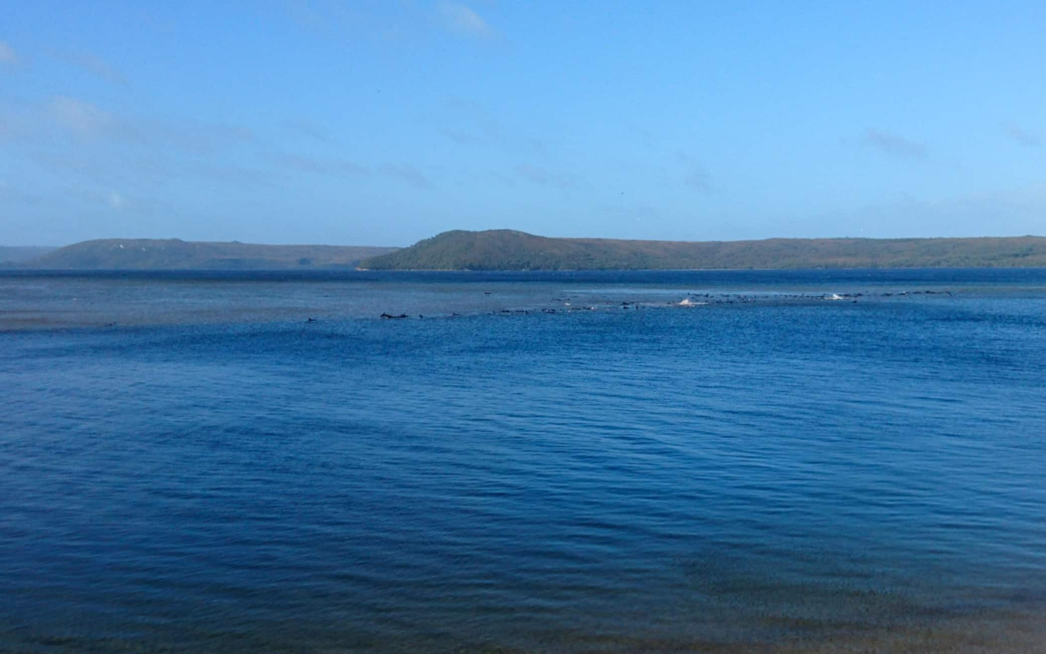 Balene spiaggiate Tasmania