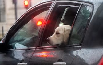 LISBON, PORTUGAL - OCTOBER 28: A dog sticks its head out from a car waiting for a streetlight to turn green during the morning rain on October 28, 2022 in Lisbon, Portugal. Lisbon and parts of continental Portugal are suffering a period of rainy weather extending up to November 02. (Photo by Horacio Villalobos#Corbis/Corbis via Getty Images)