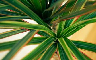 Dracena