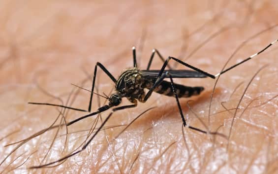 virus west nile sesta vittima nel lazio 83enne di pontinia