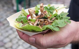 Snack mit Insekten, ein Mann h‰lt auf einer Street Food Veranstaltung eine Schale mit Heuschrecken, Mehl- und Buffalow¸rmern auf Salat. Deutschland *** Snack with insects, a man holding a bowl of grasshoppers, flour and buffalo worms on salad at a street food event Germany