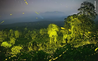 Searching for the stars near my hometown, Pollachi, led me to the forests of the Anamalai Tiger Reserve. As I moved away from towns and their lights, the darker it got, the more I could see - fireflies, stars. I was fascinated when I saw hundreds of firef