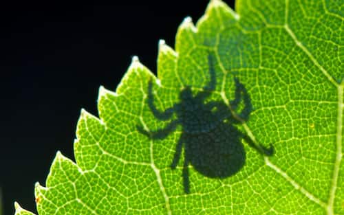 07 September 2020, Brandenburg, Sieversdorf: In the back light the shadow of a tick (Ixodida) can be seen on a leaf. Here the bloodsucking ectoparasite is waiting for its prey. Many tick species are important disease carriers. Photo: Patrick Pleul/dpa-Zentralbild/ZB (Photo by Patrick Pleul/picture alliance via Getty Images)