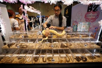 epa10861809 A trader displays ball pythons for sale as exotic pets at T-REX Thailand Reptile Expo in Bangkok, Thailand, 15 September 2023. The T-REX Thailand Reptile Expo is a trade showcase exhibiting hundreds of reptiles and exotic animals breeders to sell the reptile as exotic pets for enthusiasts.  EPA/RUNGROJ YONGRIT