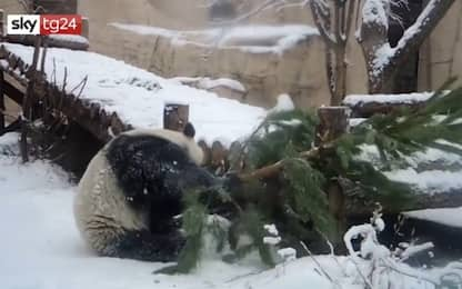 Panda si arrampica sull'albero di Natale: finale a sorpresa. VIDEO