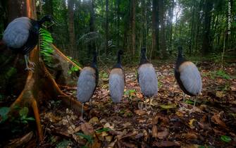 wildlife phographer of the year 2023