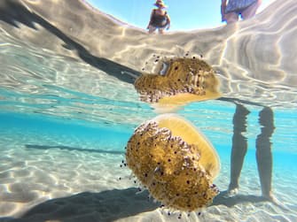 27 September 2023, Spain, Sitges: A fried egg jellyfish (Cotylorhiza tuberculata) swims in the sea in knee-deep water next to bathers. They look interesting, resemble a fried egg from above, and make bathers nervous - on the coast of Catalonia, jellyfish are currently floating near the beach again, including plate-sized so-called fried egg jellyfish. A lifeguard in the seaside resort of Sitges told the German Press Agency that they are now back on the beach, especially on the still hot days. He said they make bathers nervous, but are actually harmless. Photo: Thomas MÃ¼ller/dpa (Photo by Thomas MÃ¼ller/picture alliance via Getty Images)