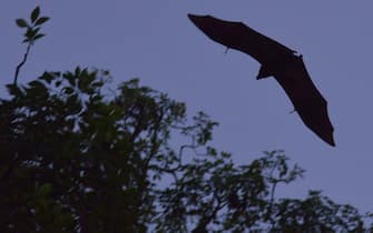 pipistrelli