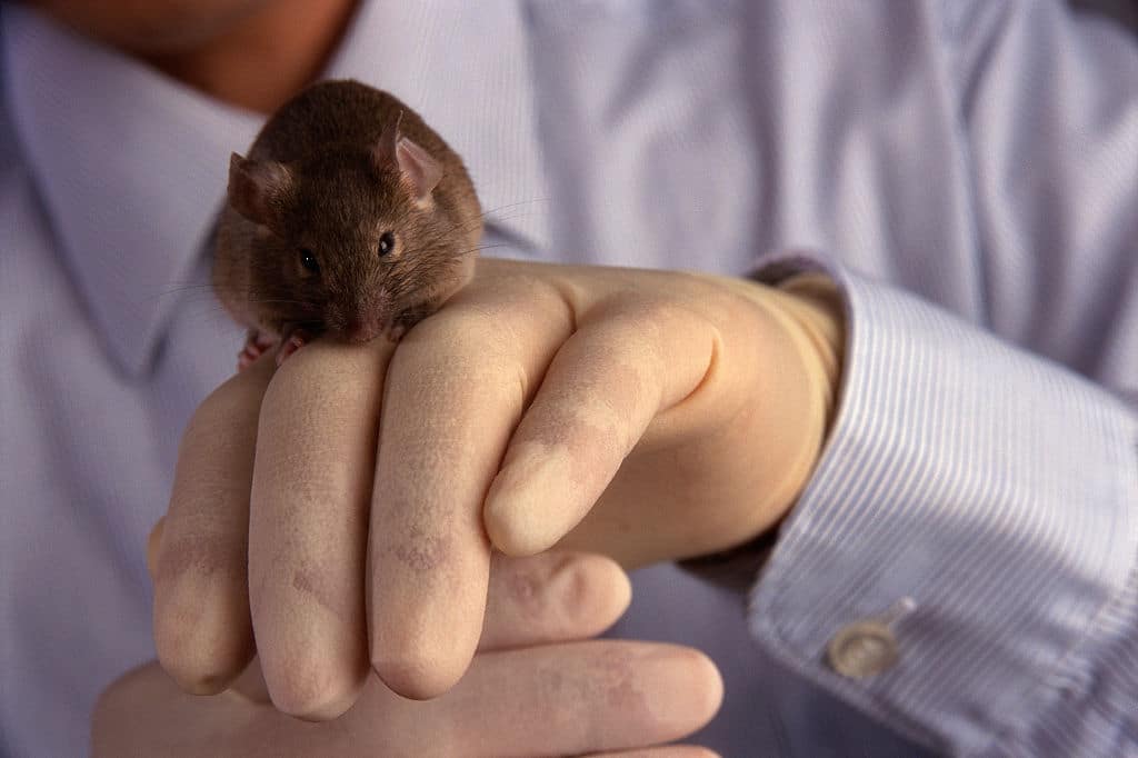 Topi nati da due papà, ovuli creati da cellule di pelle di un