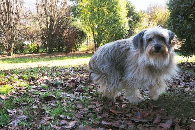 Senza peli o con dreadlocks, ecco le razze di cane più strane del mondo.  FOTO