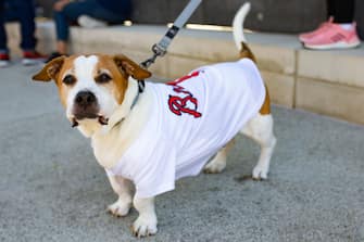 ATLANTA, GA - OCTOBER 1: A dog wearing an Atlanta Braves jersey is seen inside The Battery Atlanta as fans gather to watch Game Two of the National League Wild Card Series between the Cincinnati Reds and the Atlanta Braves on October 1, 2020 in Atlanta, Georgia. (Photo by Carmen Mandato/Getty Images)