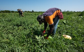 Braccianti agricoli rumeni e africani impegnati nella raccolta delle angurie nel sud Italia. L'agricoltura è uno dei settori che non si è mai fermato neanche nel lockdown a causa del coronavirus. In questo periodo c'è una forte richiesta di manodopera.