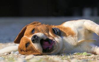 Un cane sdraiato