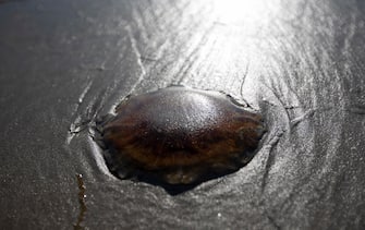 USA NATURE LIONS MANE JELLYFISH