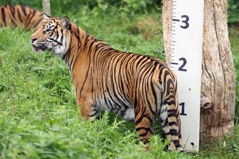 epa10817488 A Sumatran Tiger stands next to a measuring stick at London Zoo in London, Britain, 24 August 2023. Animals at the London Zoo are measured and weighed annually to check on their health and wellbeing.  EPA/NEIL HALL
